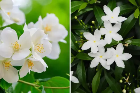 Två närbilder av vita jasminblommor utomhus. Den vänstra visar en klunga med fem kronblad och gula ståndare, den högra visar stjärnformade blommor bland gröna blad.