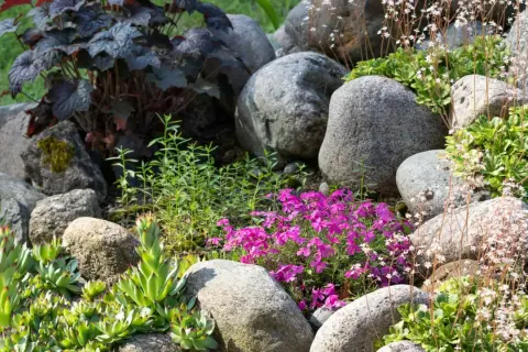 En stenpartiträdgård med torktåliga buskar, suckulenter och lila blommor.