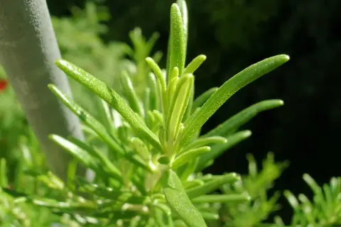 En närbild av en grön rosmarinplanta, perfekt för att odla rosmarin i köksträdgården.