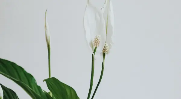 En fredskalla med vita blommor och gröna blad. En av blommorna har fått några gula blad, ett tecken på att den behöver lite extra kärlek.
