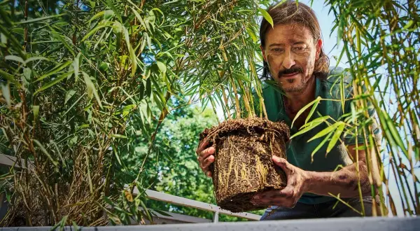 Man med mustasch håller en rotklump med bambu, redo att plantera bambu i en ny kruka.