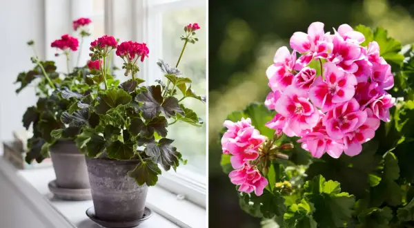Två pelargoner, en med mörka blad och rosa blommor på en fönsterbräda, och en annan med ljusrosa blommor utomhus. Vissnesjuka pelargon kan se ut så här.