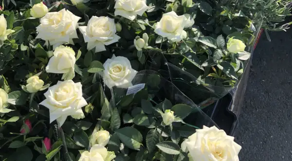 Vita rosor på balkongen, redo att lysa upp hemmet. Vackra blommor i full blom.