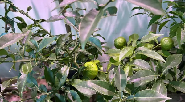 Gröna, omogna frukter på en gren av citrus aurantifolia, omgiven av blanka blad.