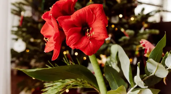 Två röda amaryllisblommor med julgran och ljus i bakgrunden. En vacker syn att spara amaryllis till nästa jul.