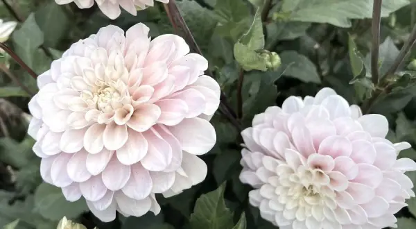 Två ljusrosa dahlior i kruka med gröna blad. En liten knopp syns också.