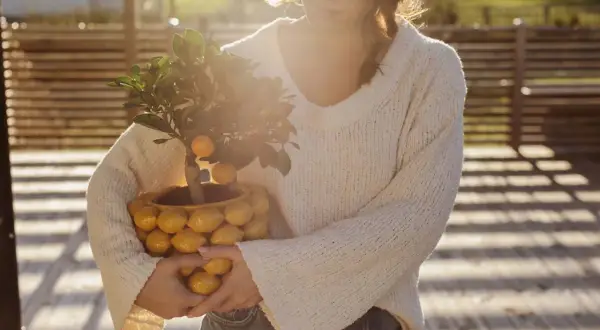 En kvinna håller en krukväxt med små citrusfrukter, en Citrus limon medica, i en kruka formad som citroner.
