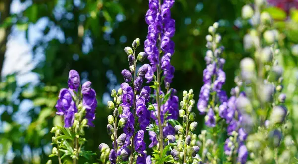 Blåa, höga blommor med hjälmliknande kronblad. Vackra men var försiktig, detta är stormhatt giftig.