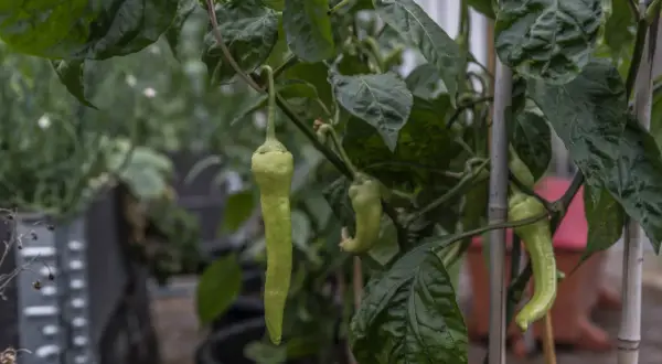 Gröna paprikor hänger från en planta. En perfekt dag att plantera paprika och se dem växa.