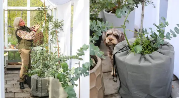 Hanna Wendelbo pysslar i växthuset med sina eukalyptusplantor. En hund tittar nyfiket på.
