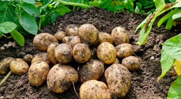 Nyskördade potatisar ligger på jordhögar, redo att odla efter potatis. Gröna blad syns i bakgrunden.