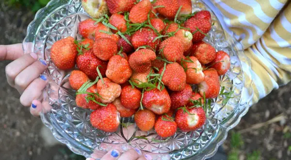 En skål med färska jordgubbar, perfekt för att avgöra hur mycket jordgubbar per person som behövs för en härlig fika.