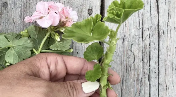 En hand håller en pelargonstickling. Den rosa blomman och gröna bladen visar att det är rätt temperatur för att den ska trivas.