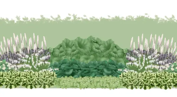 En lummig plantering med perenner i skugga, som hosta och hjärtbergenia, med höga spiror av blommor.