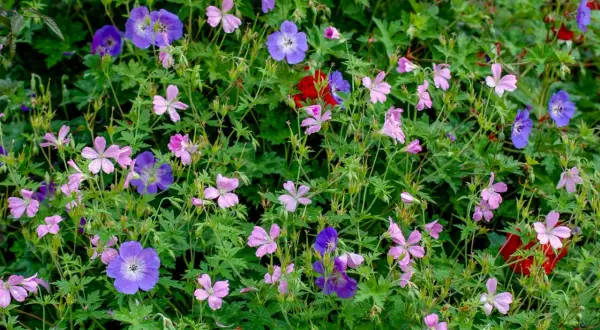 En blomstrande rabatt med olika kaprifol sorter i nyanser av lila, rosa och röda blommor.