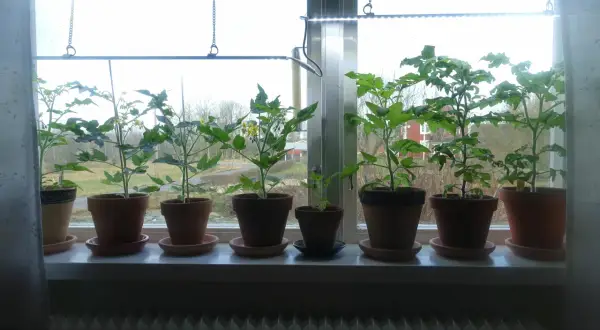 Flera tomatplantor växer i krukor på en fönsterbräda, belysta av en växtlampa. En fin start för att odla tomater inomhus.