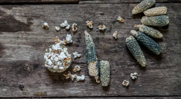 Popcorn i skål och majskolvar på träbord. Tänk att plantera popcorn för att få mer!