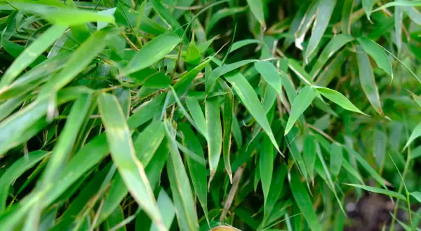 Tätt med gröna bambublad, en frodig bambu blomma som skapar en lugnande känsla.