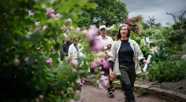 En grupp människor promenerar i en vacker trädgård med rosor i förgrunden. En kvinna leder vägen, kanske på rosens dag.