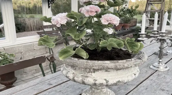 En rosa pelargon i en sliten urnkruka på ett träbord. Vackra blommor som tål pelargoner frost, en ljusstake med tre ljus i bakgrunden.