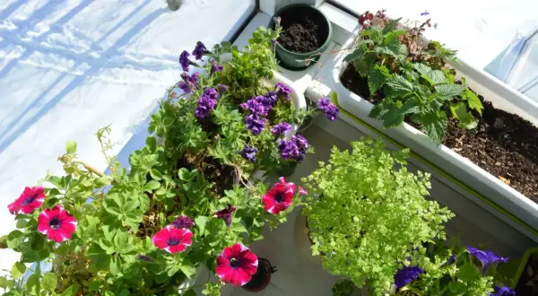 Färgglada blommor i krukor på en balkong, med snö utanför. En härlig syn av blommor balkong trots vintern.