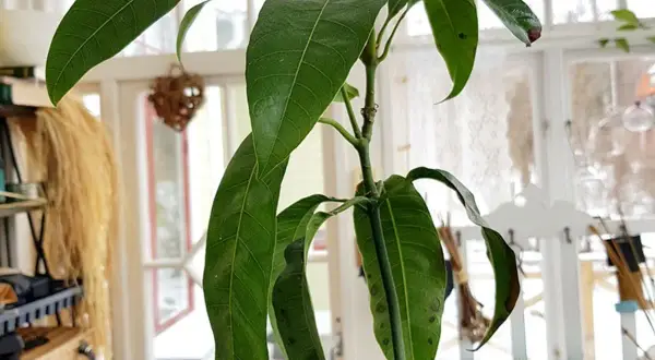 En ung mango planta i kruka, med gröna blad och en början till att odla mango.