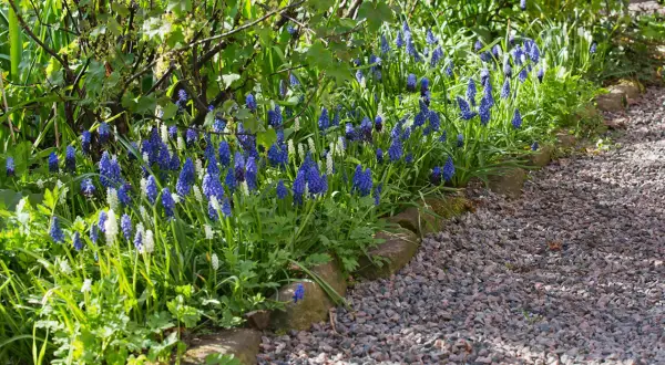 Blue and white grape hyacinths bloom along a gravel path bordered by stones.