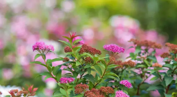 En buske med rosa blommor och bruna blomknoppar. Olika spirea sorter blommar i trädgården.