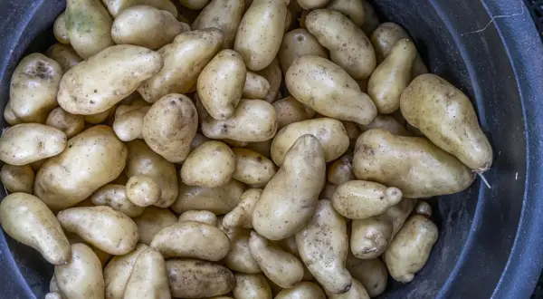 En stor mängd nyskördade potatisar, en riktig potatis planta, ligger i en mörk behållare.