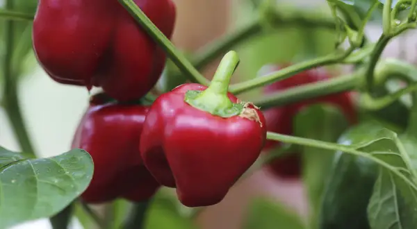 Röda snackpaprika hänger mogna på grenen, redo att plockas. Att odla egna grönsaker är givande.