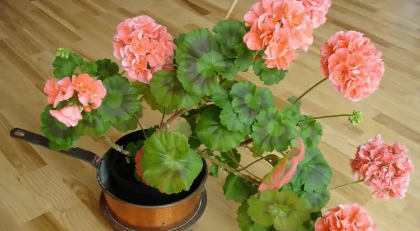 En vacker pelargon i en kopparkastrull. Det är dags att klippa pelargoner för att få dem att blomstra ännu mer.