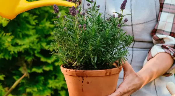 En person vattnar en frodig lavendel i kruka med en gul vattenkanna.