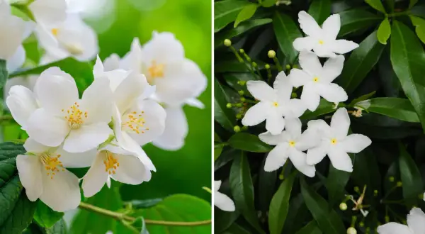 Två närbilder av vita jasminblommor utomhus. Den vänstra visar en klunga med fem kronblad och gula ståndare, den högra visar stjärnformade blommor bland gröna blad.