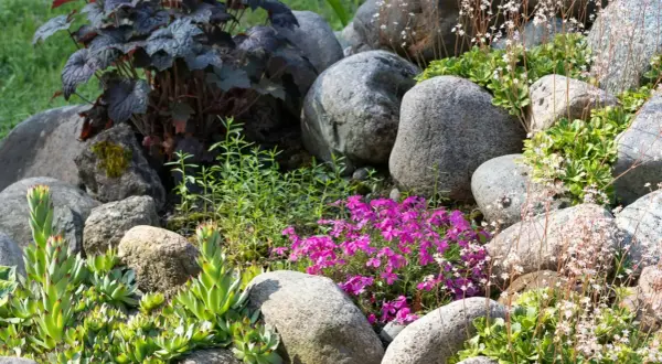 En stenpartiträdgård med torktåliga buskar, suckulenter och lila blommor.