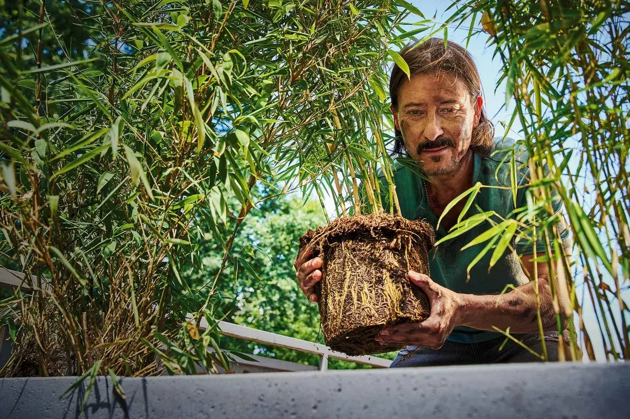 Man med mustasch håller en rotklump med bambu, redo att plantera bambu i en ny kruka.