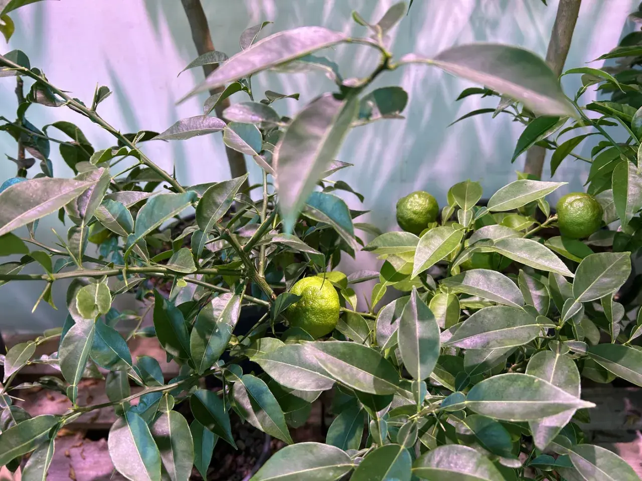 Gröna, omogna frukter på en gren av citrus aurantifolia, omgiven av blanka blad.