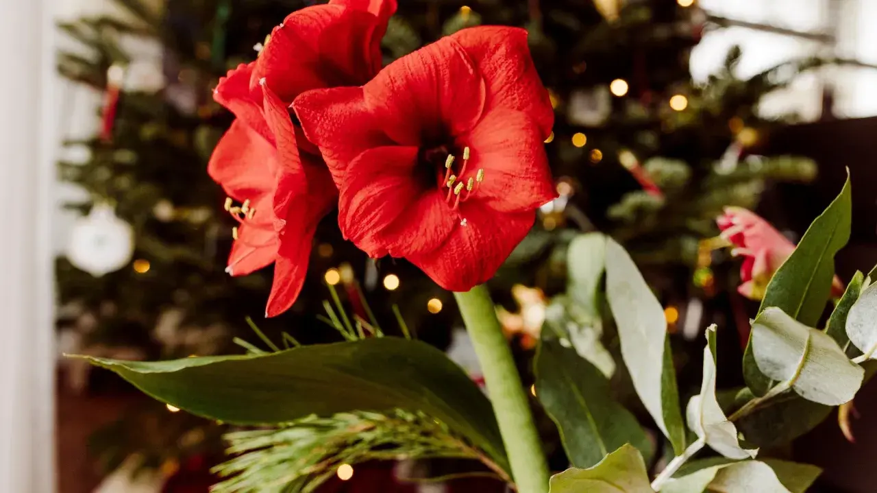 Två röda amaryllisblommor med julgran och ljus i bakgrunden. En vacker syn att spara amaryllis till nästa jul.