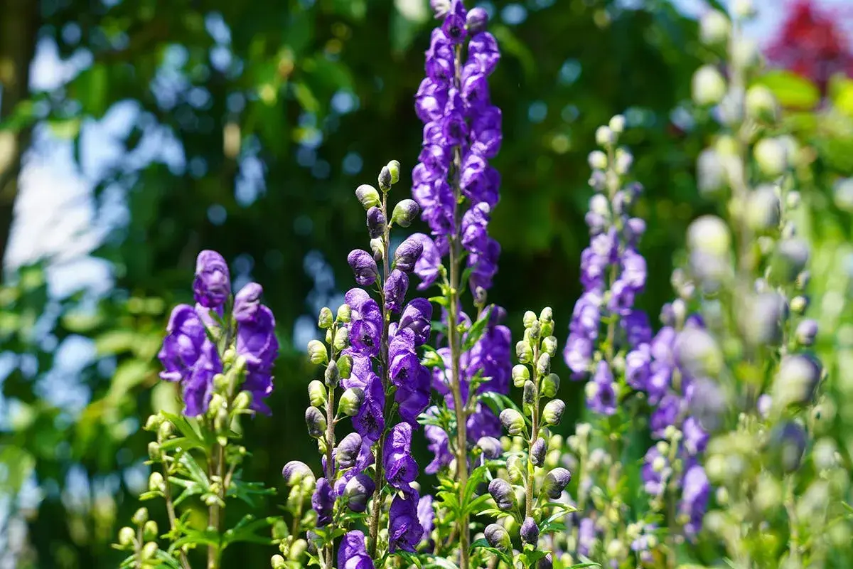 Blåa, höga blommor med hjälmliknande kronblad. Vackra men var försiktig, detta är stormhatt giftig.