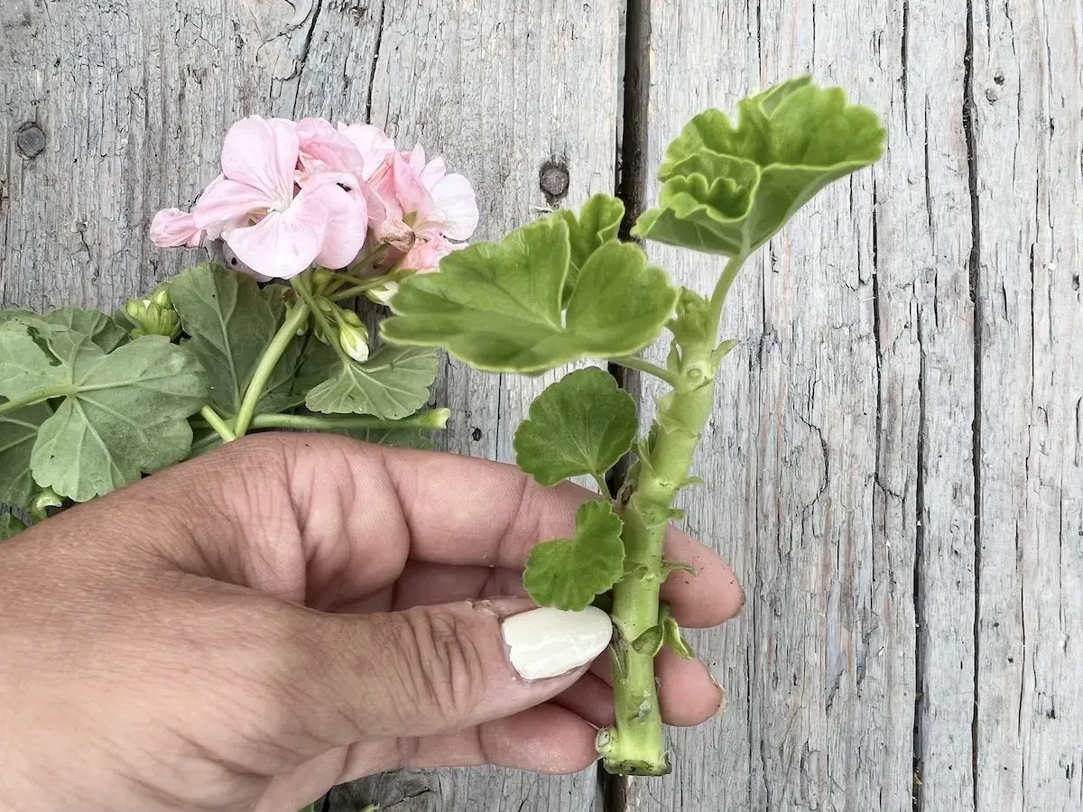En hand håller en pelargonstickling. Den rosa blomman och gröna bladen visar att det är rätt temperatur för att den ska trivas.