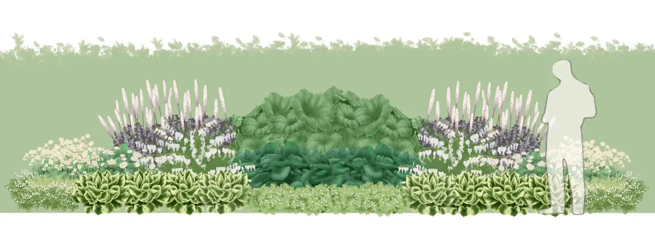 En lummig plantering med perenner i skugga, som hosta och hjärtbergenia, med höga spiror av blommor.