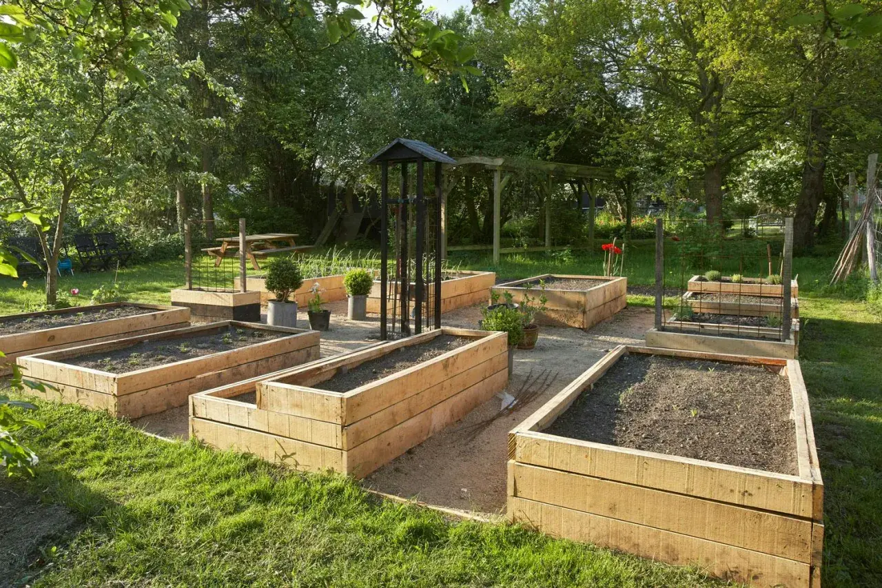Wooden raised garden beds filled with soil and young plants, set in a sunny garden.