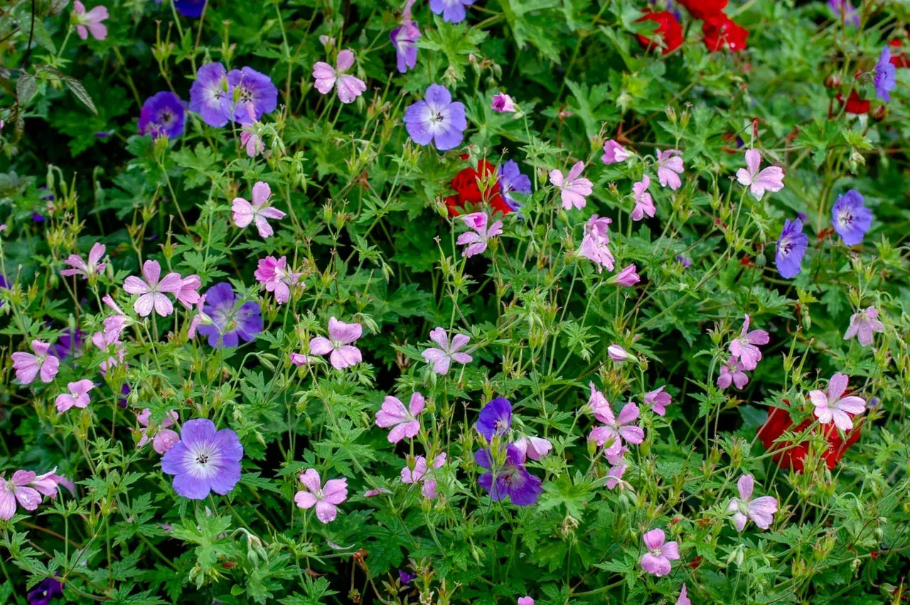 En blomstrande rabatt med olika kaprifol sorter i nyanser av lila, rosa och röda blommor.
