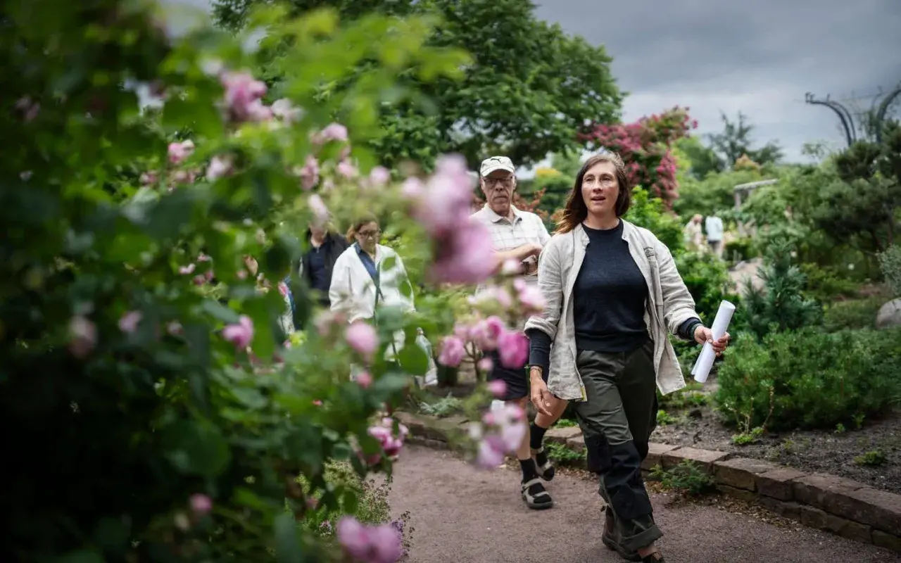 En grupp människor promenerar i en vacker trädgård med rosor i förgrunden. En kvinna leder vägen, kanske på rosens dag.