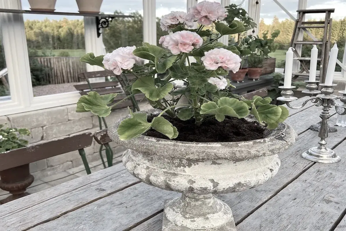 En rosa pelargon i en sliten urnkruka på ett träbord. Vackra blommor som tål pelargoner frost, en ljusstake med tre ljus i bakgrunden.