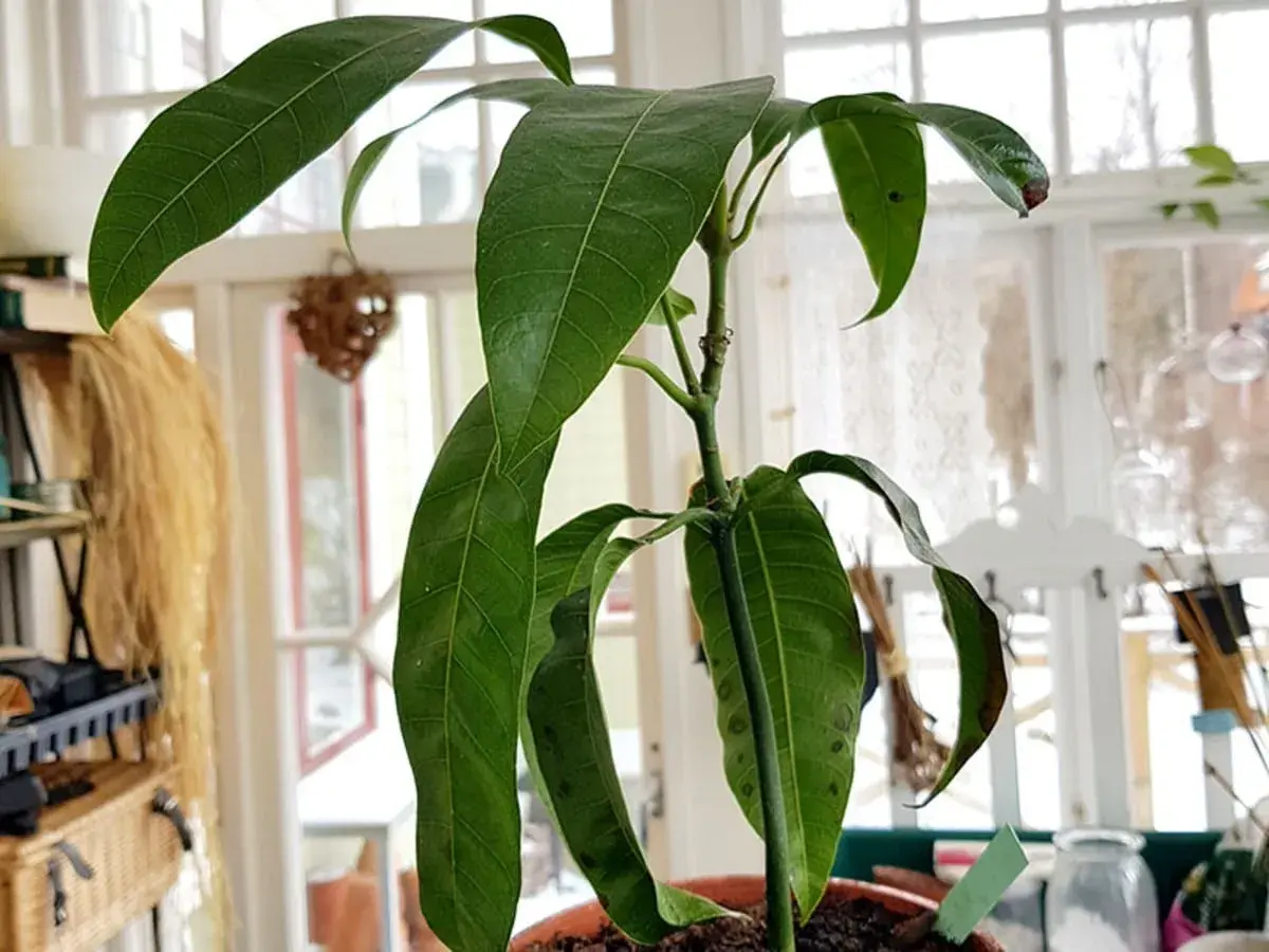 En ung mango planta i kruka, med gröna blad och en början till att odla mango.