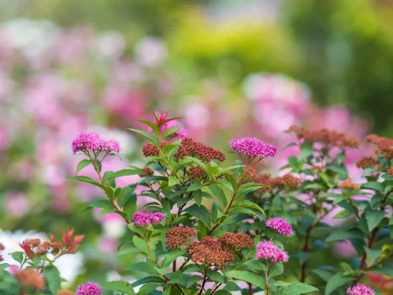 En buske med rosa blommor och bruna blomknoppar. Olika spirea sorter blommar i trädgården.