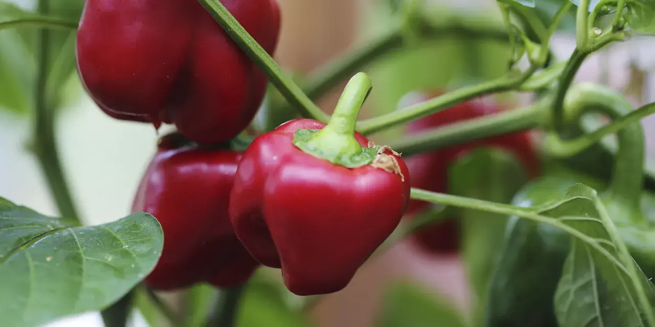 Röda snackpaprika hänger mogna på grenen, redo att plockas. Att odla egna grönsaker är givande.
