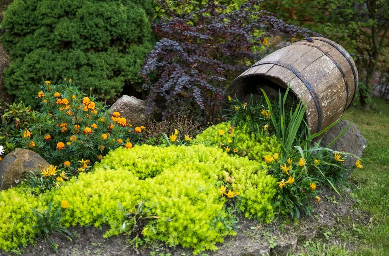 En gammal tunna vilar bland låga blommande buskar och gröna växter. Orange och gula blommor lyser upp trädgården.