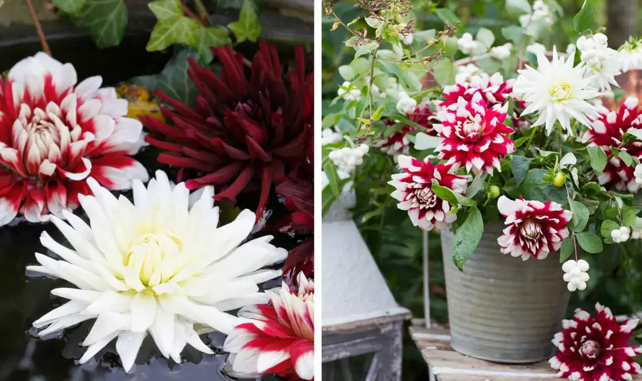 Vackra dahlior i rött och vitt, redo att plantera dahlia. En bukett i en kruka och blommor som flyter i vatten.
