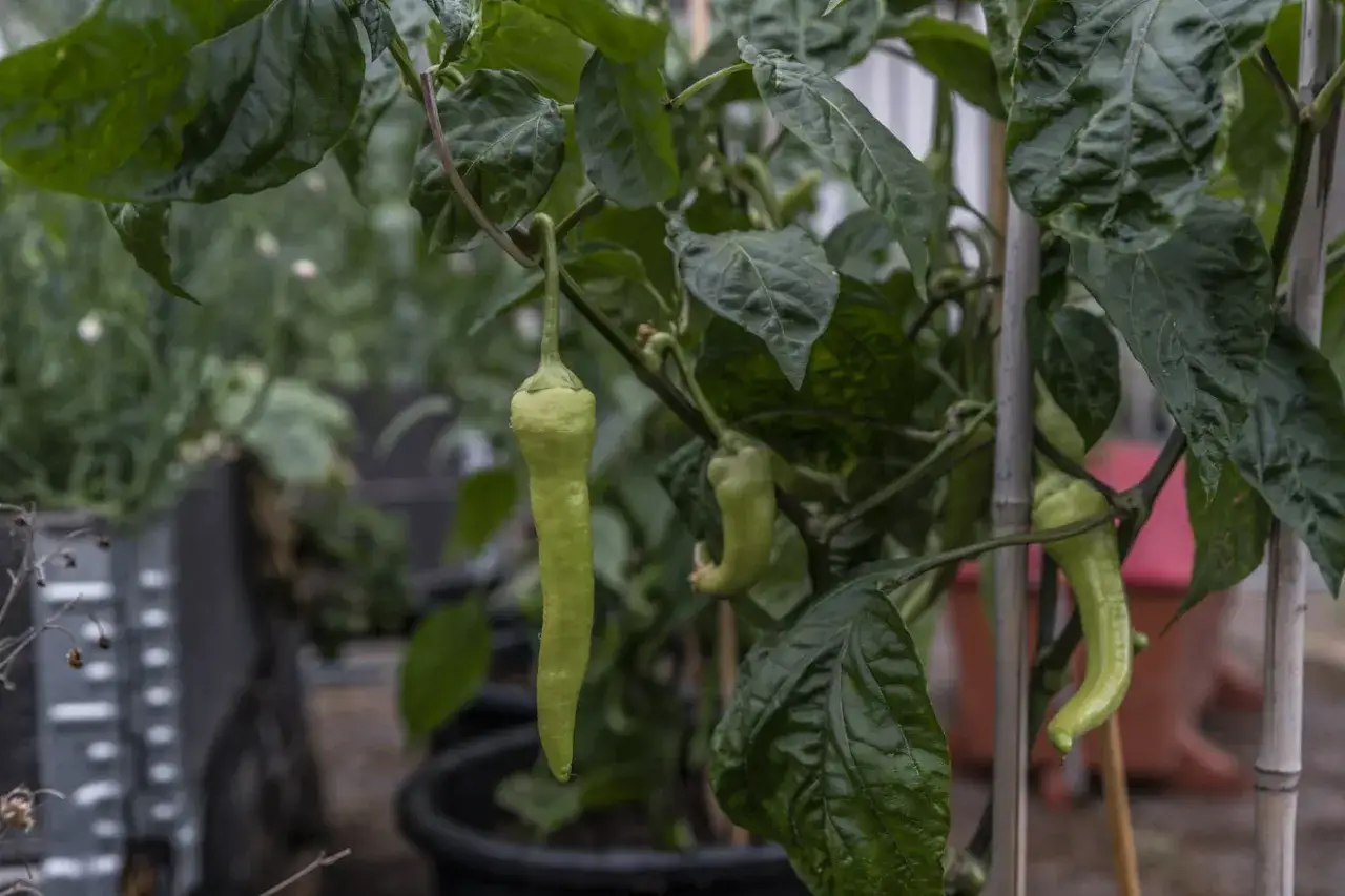 Gr&ouml;na paprikor h&auml;nger fr&aring;n en planta. Det &auml;r en fin syn n&auml;r man ska plantera paprika.